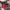 Nike Luxury Sportswear Sneakers Pria red black photo 4