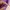 Jean-Michel Basquiat Streetwear Skater T-shirt Pria purple photo 5