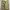 Wacko Maria Streetwear Casual Casual pants Pria cream photo 6