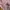 Coquette Cardigan Wanita pink photo 3