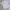 Le Coq Sportif Minimalist T-shirt Pria white black photo 4