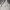 Love Bonito Lolita Coquette Jumpsuit Wanita white gray photo 5