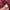 Streetwear Casual Fleece Pria burgundy photo 6