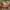 Y2K Goth Belt Wanita burgundy red photo 6