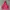 Nike Vintage Streetwear Hoody Pria red photo 5
