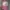 Japanese Brand Y2K Hair Accessory Pria Pink