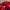 Polo Ralph Lauren Streetwear Polo shirt Pria red photo 3