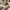Arc'teryx Gorpcore Sportswear Parka Pria tan photo 5