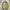 Streetwear Harrington Jacket Pria Tan