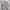 Nautica Vintage Harrington jacket Pria white navy photo 5