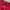 Coquette Casual Short Wanita burgundy red photo 2