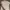 Moncler Luxury Gorpcore Polo Shirt Pria Gray