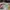 Timberland Casual Formal shirt Pria multicolor photo 5