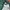 Vintage Harrington jacket Pria green photo 4