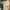 Luxury Windbreaker Pria cream photo 1