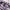 H&M Lolita Coquette Wanita purple photo 3