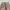 Japanese brand Casual Casual pants Pria tan photo 3