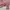 Lolita Coquette Cardigan Wanita pink photo 4