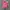 Polo Ralph Lauren Streetwear Polo shirt Pria pink photo 1