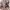 Michael Kors Luxury Casual Handbag Wanita pink photo 3