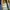 Compass Y2K Loafer Pria green blue photo 4