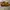 Luxury Dress shoe Pria brown photo 5