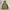 Sportswear Windbreaker Pria green photo 5