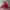 Gorpcore Track jacket Pria red gray photo 2