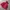 Gorpcore Track jacket Pria red gray photo 1