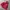 Gorpcore Track Jacket Pria Red Gray