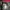 Gorpcore Track jacket Pria red gray photo 5