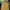 C.P. Company Casual Formal shirt Pria yellow photo 2