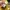 C.P. Company Casual Formal shirt Pria yellow photo 4