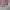 Japanese brand Casual Formal shirt Pria multicolor photo 6