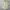 Polo Ralph Lauren Casual Formal Shirt Pria Yellow