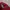 JanSport Vintage Bag Pria Red