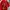 Polo Ralph Lauren Casual Polo shirt Pria red photo 6