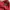 Burberry Vintage Sweater Wanita burgundy red photo 3