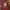 Gildan Casual T-shirt Pria burgundy photo 1
