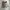 Dickies Vintage Streetwear Boxer Pria tan photo 1