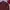 Burberry Formal Shirt Pria Red