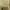 Uniqlo Casual Muslim Polo shirt Pria cream yellow photo 4