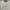 Kangol Casual Formal Shirt Pria White Black