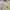 Off-White Casual Formal shirt Pria white yellow photo 2