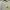 Off-White Casual Formal Shirt Pria White Yellow
