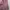 Uniqlo Sportswear Cardigan Wanita pink photo 2