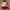Nike Streetwear Skater Sneakers Wanita white photo 2