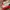 Nike Streetwear Skater Sneakers Wanita white photo 3