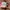 Nike Streetwear Skater Sneakers Wanita white photo 4