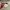 Adidas Casual Track Jacket Pria White Red